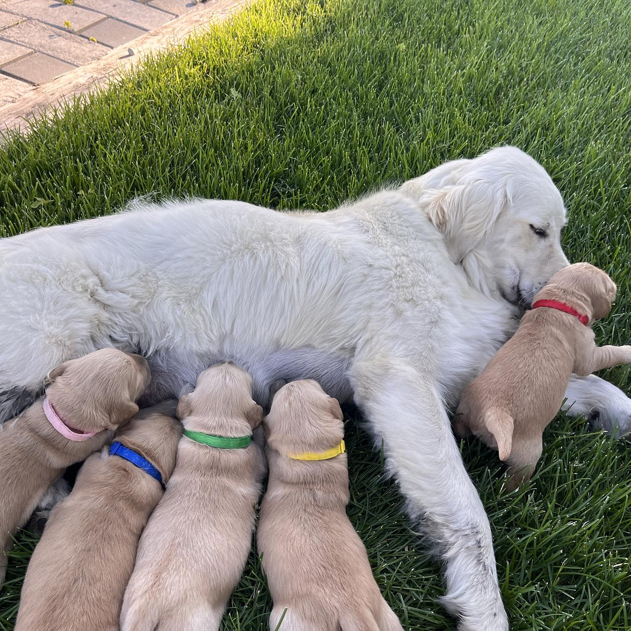 Golden Retriever mother nursing her puppies on grass.