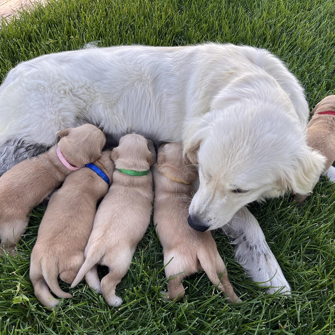 Light-colored Golden Retriever mother lying on grass with her nursing puppies.
