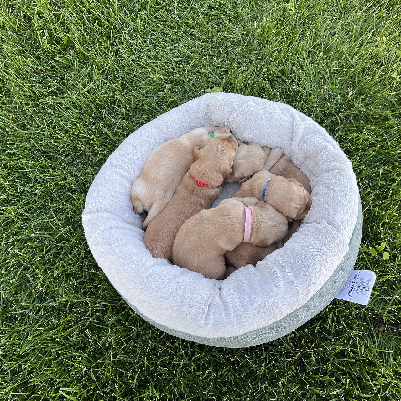Young Golden Retriever puppies resting together in round bed on grass.
