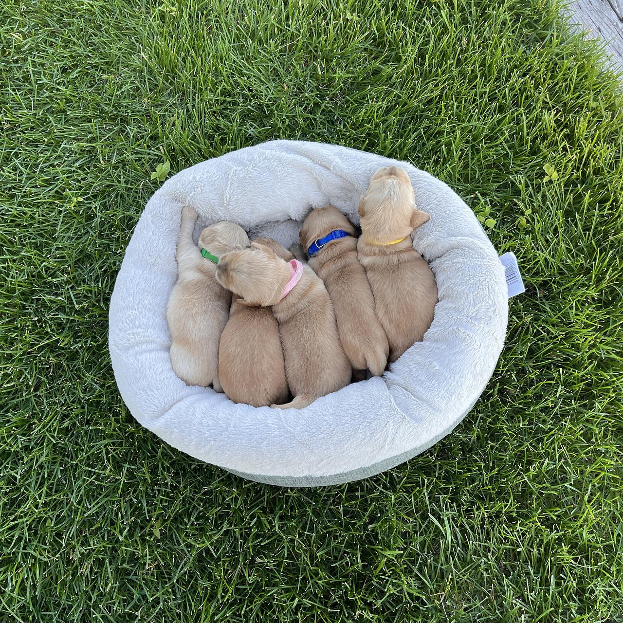Golden Retriever puppies gathered together in round bed outdoors.