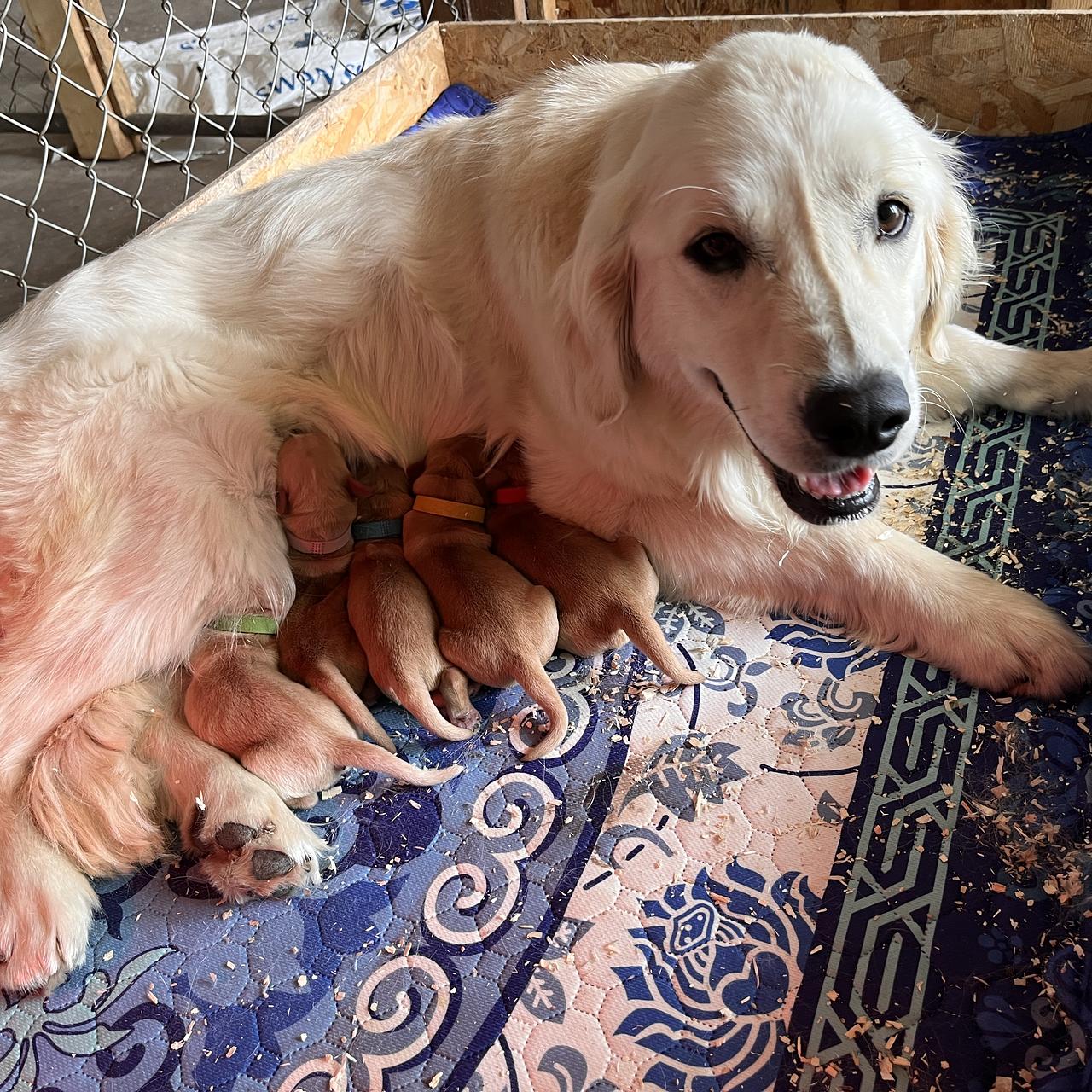 Golden Retriever mother lying with her newborn puppies.