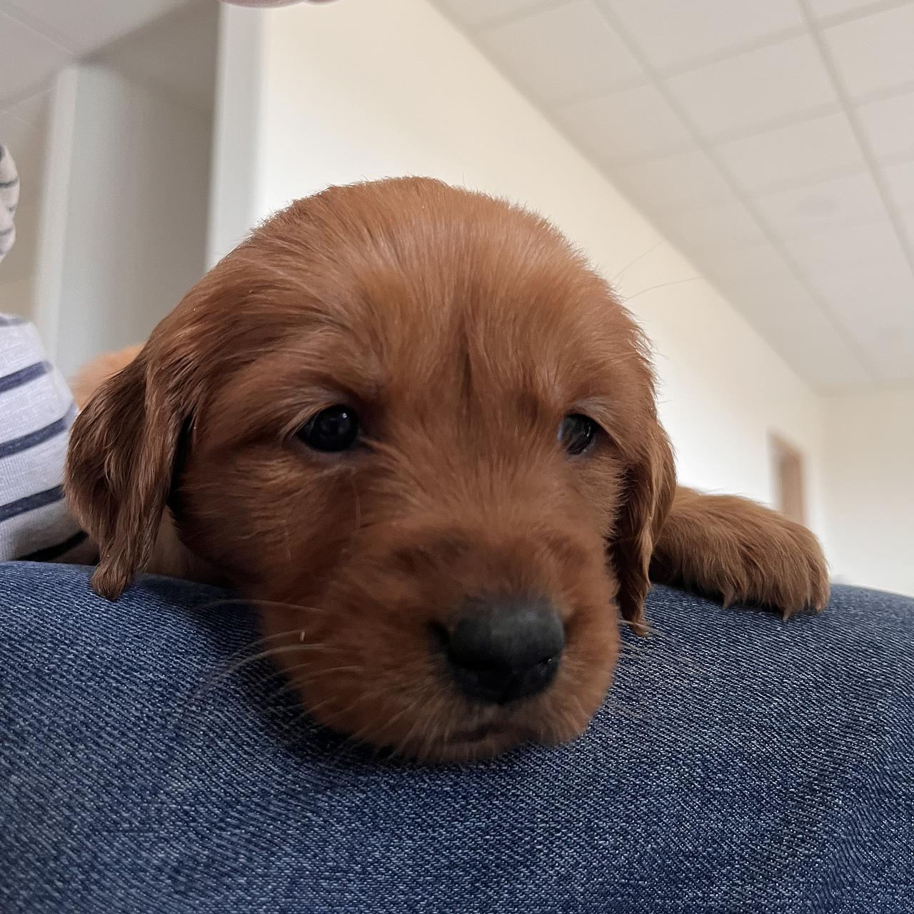 Close-up portrait of young red-golden Golden Retriever puppy.