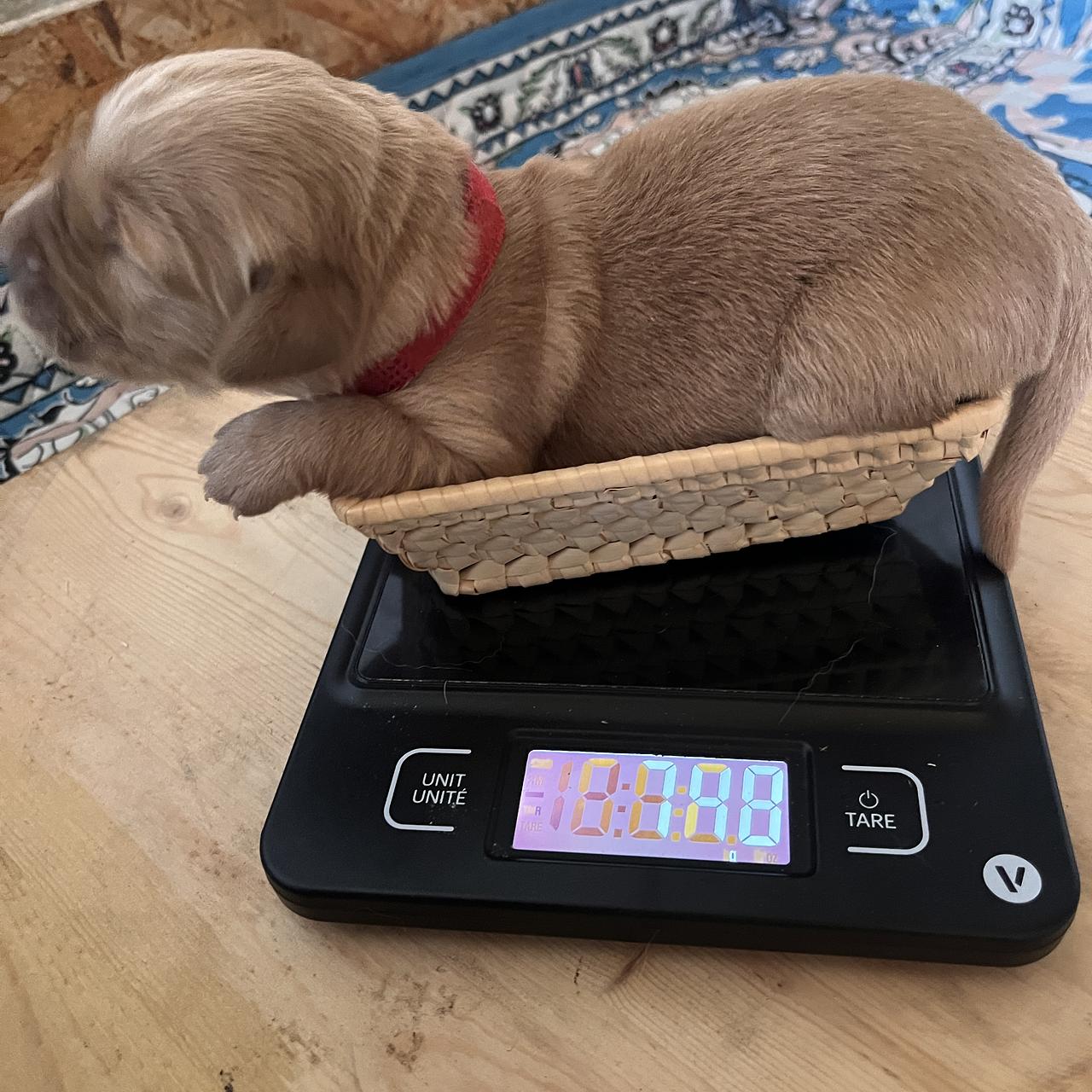 Newborn female Golden Retriever puppy being weighed in small basket.