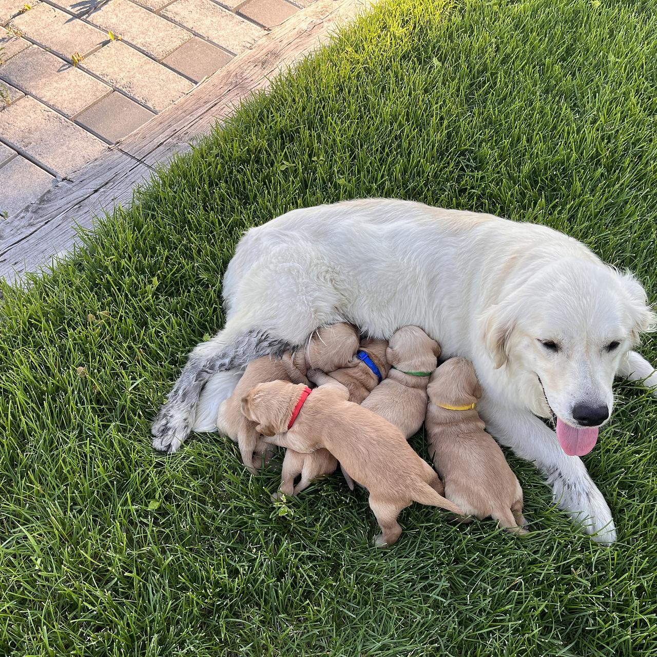 Light-colored Golden Retriever mother resting on grass with nursing puppies.