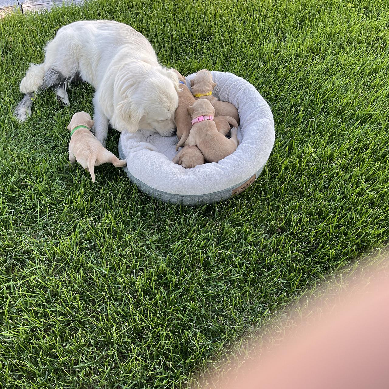 Golden Retriever mother beside her puppies resting in outdoor puppy bed.