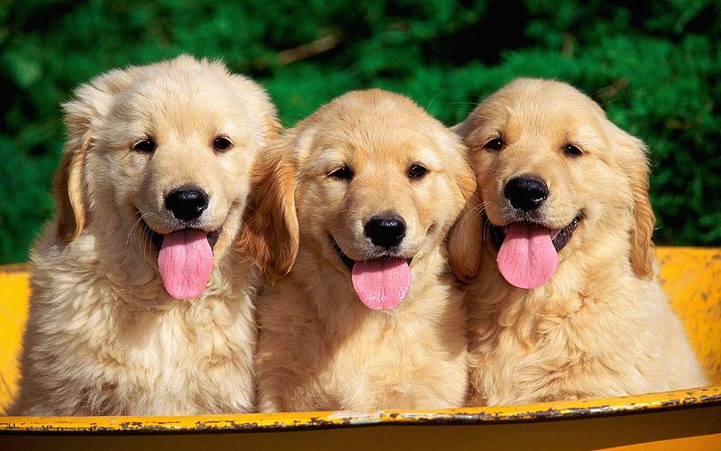 First Week Home: Simple Routines That Help Puppies Settle
